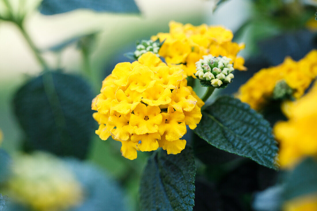 Lantana camara, gelb