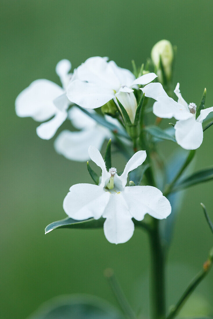 Lobelia erinus, weiß