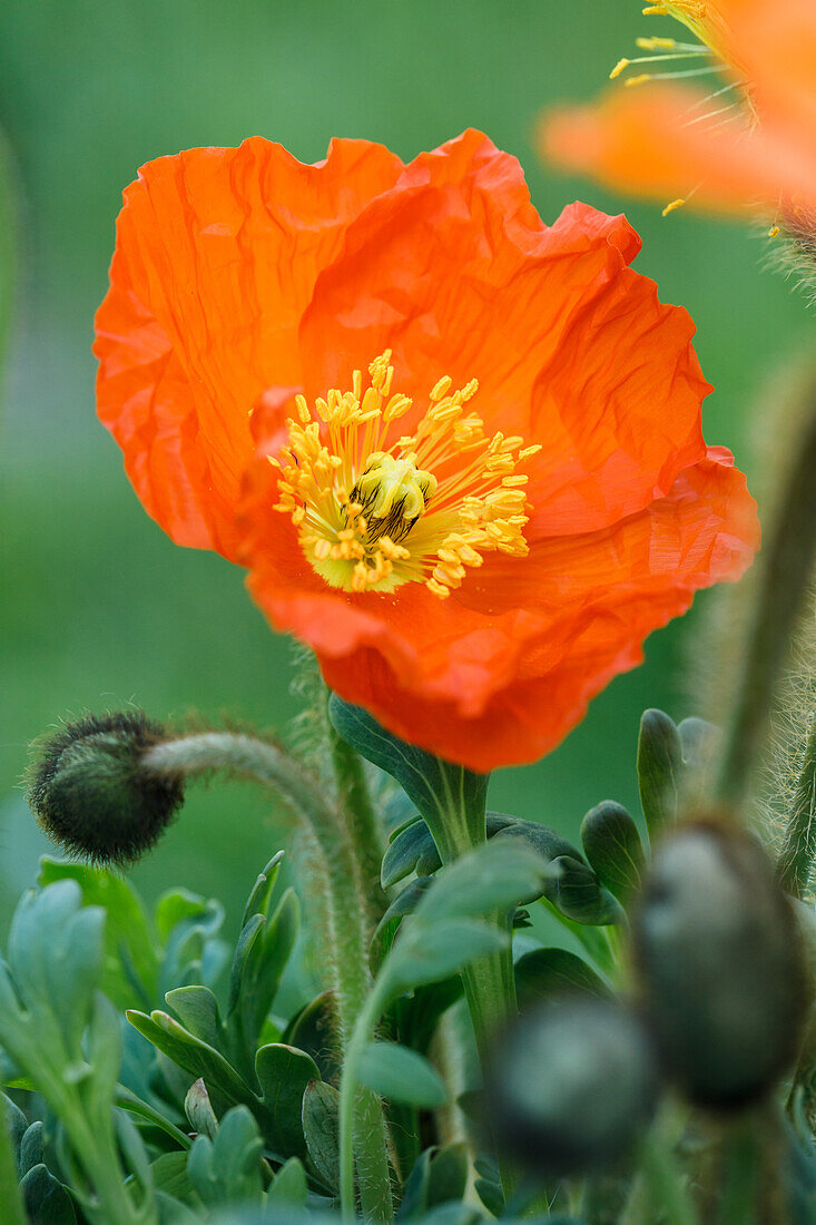 Papaver nudicaule, orange