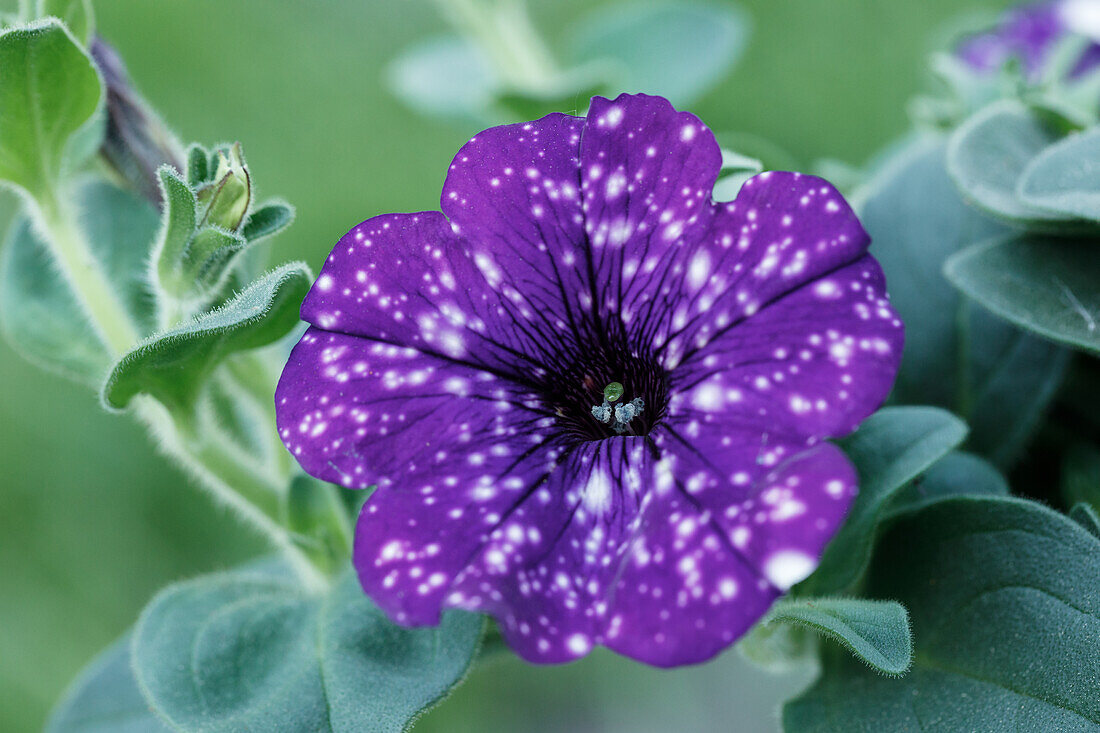 Petunia 'Night Sky'