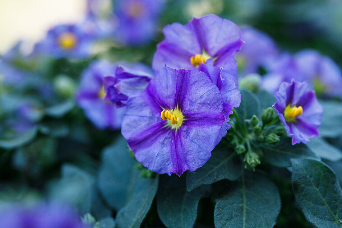 Solanum rantonnetii, blau