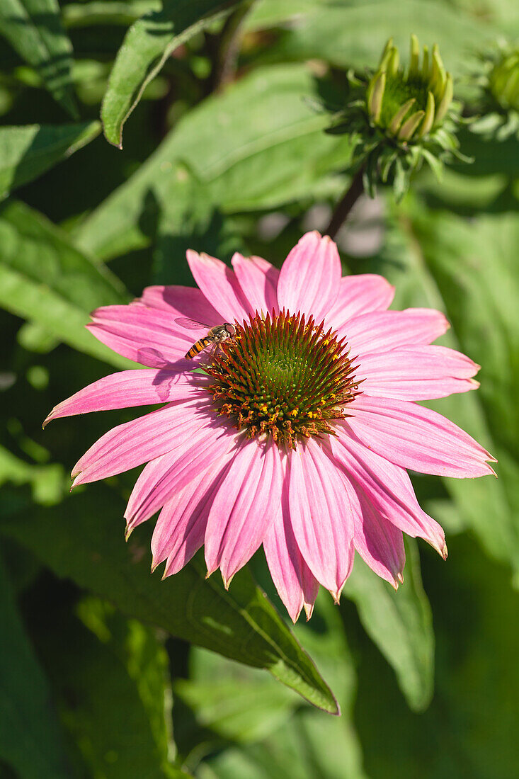 Echinacea purpurea, rosa