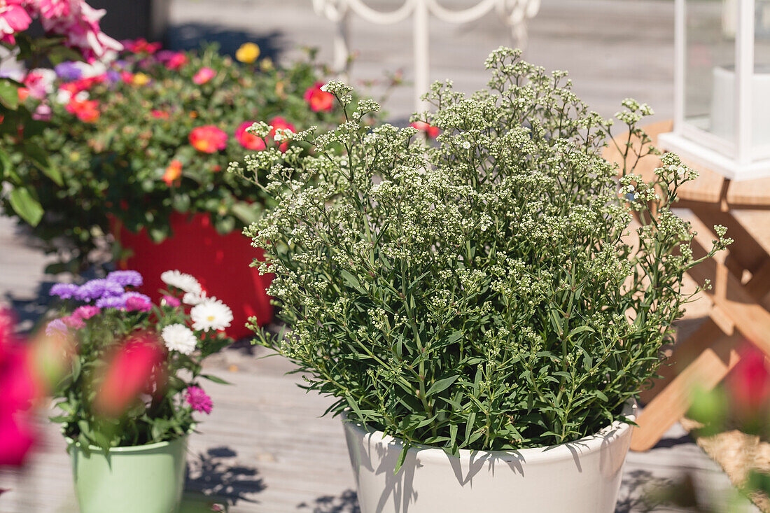 Gypsophila paniculata