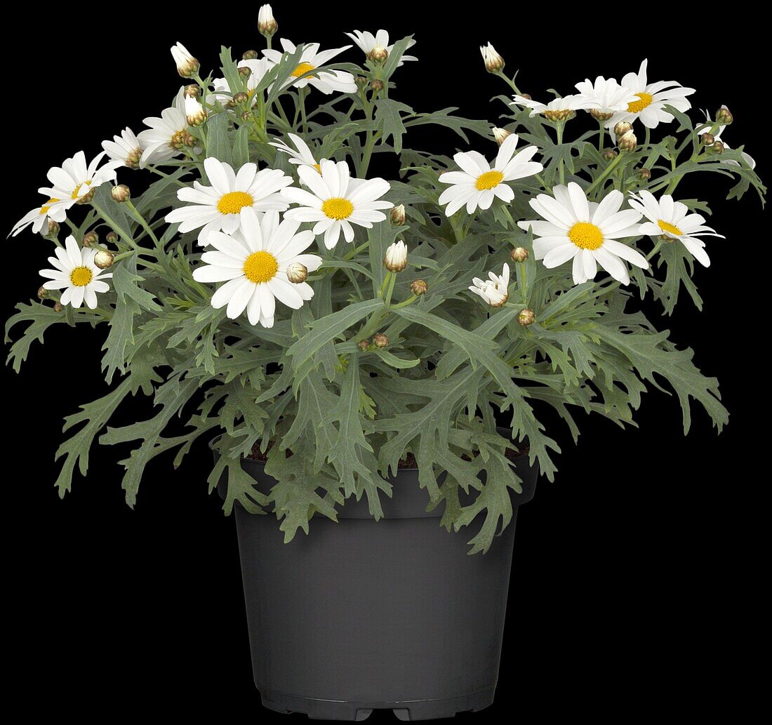 Argyranthemum frutescens, white