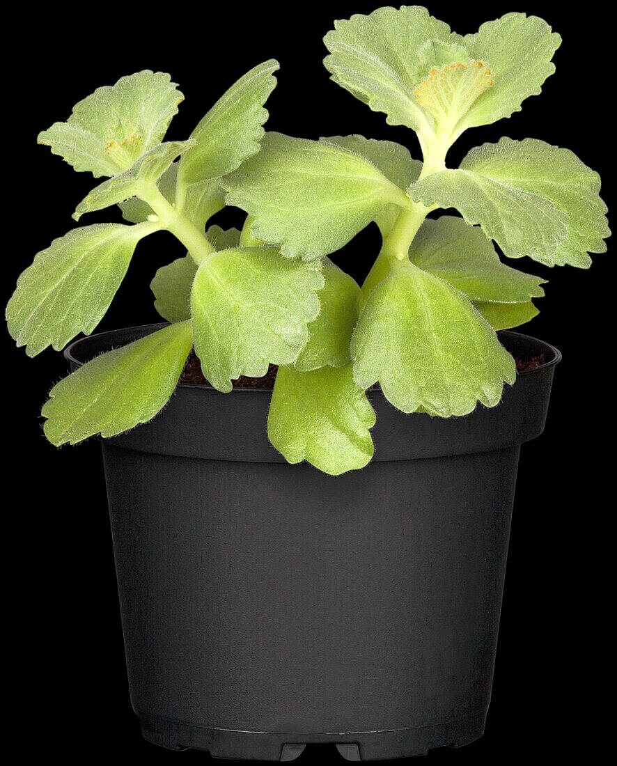 Coleus canina