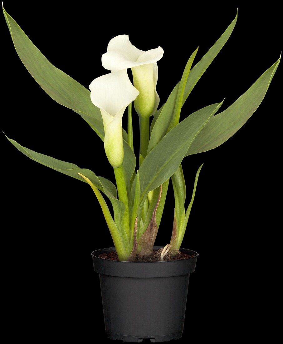 Zantedeschia aethiopica, weiß