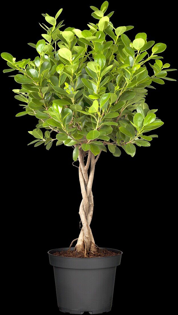 Ficus benjamina