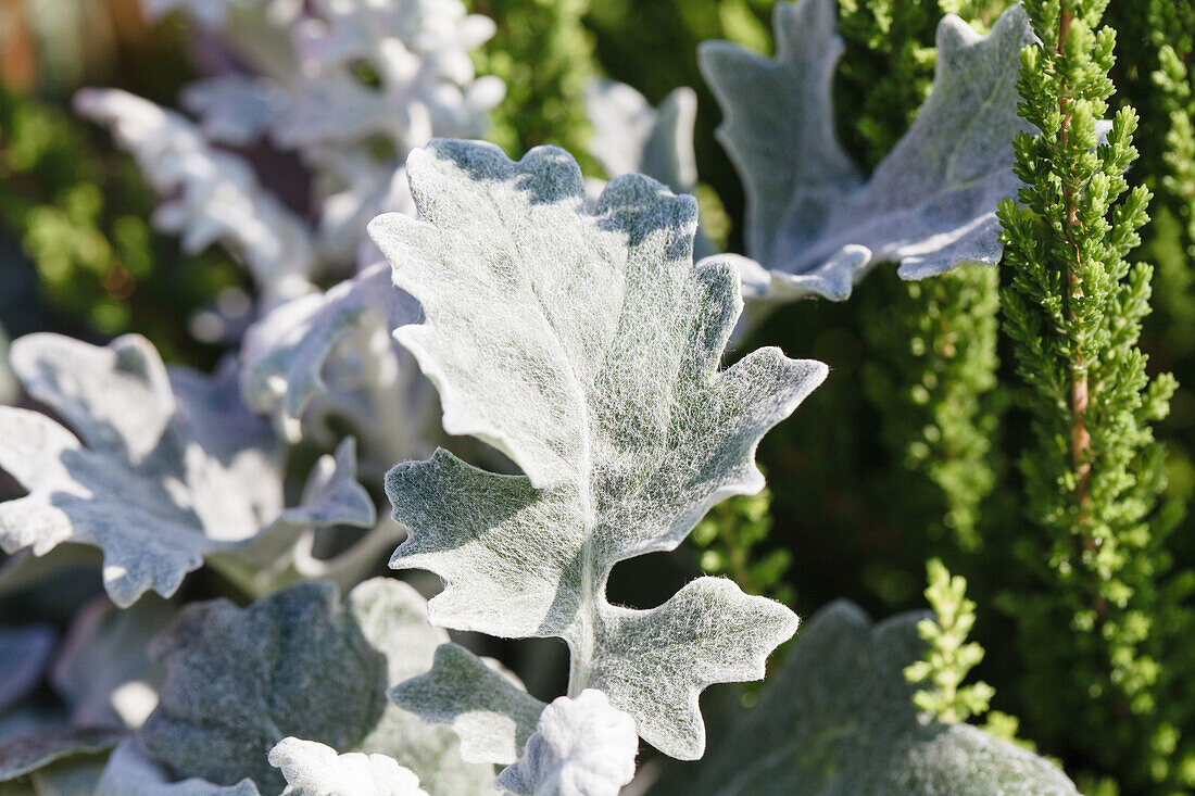 Senecio cineraria