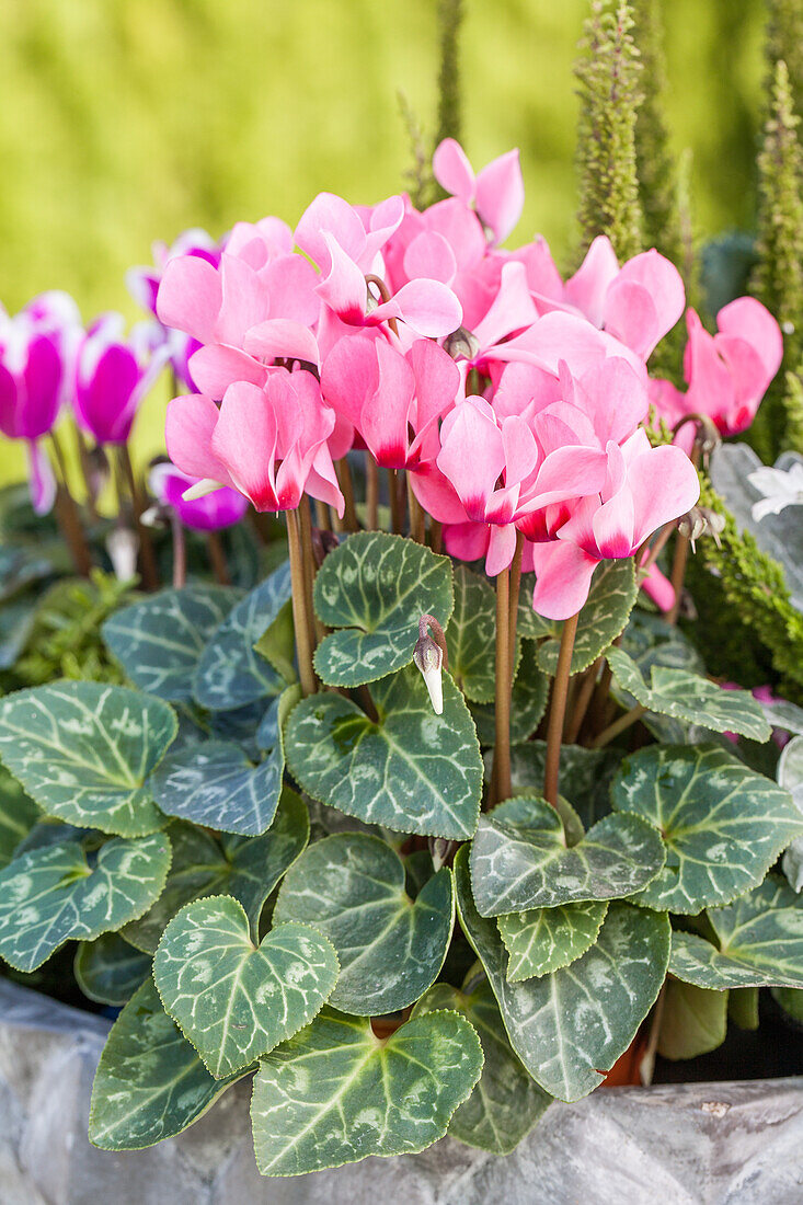 Cyclamen persicum 'Out-Land'