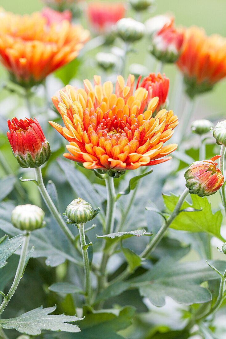 Chrysanthemum indicum