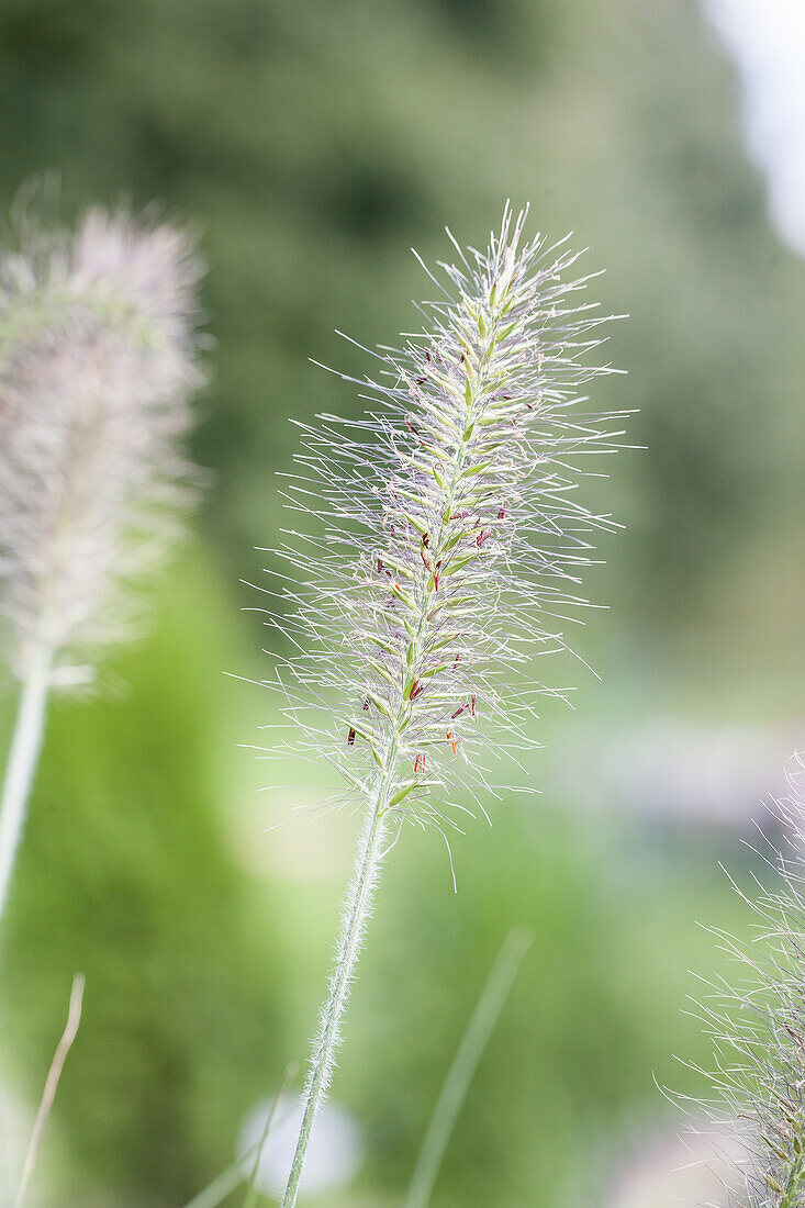 Pennisetum alopecuroides 'Hameln'