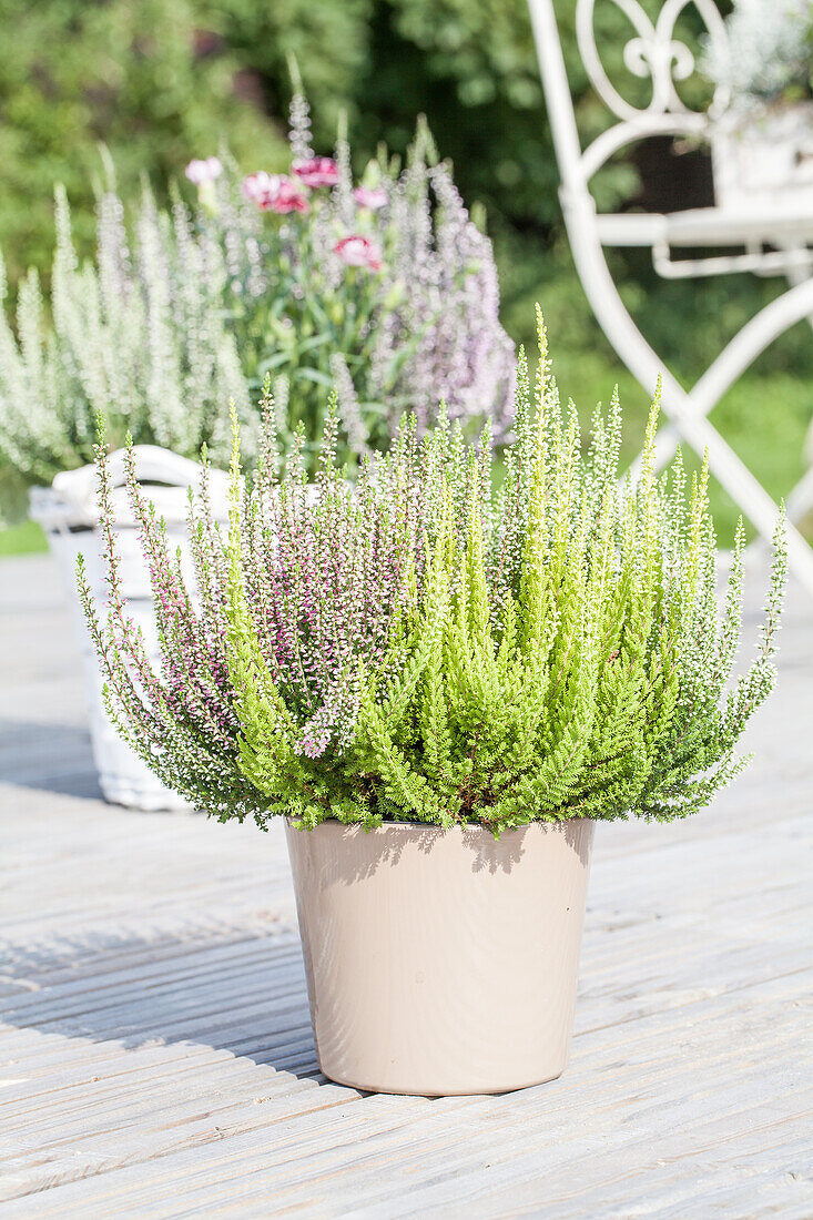 Calluna vulgaris 'Beauty Ladies'® Trio