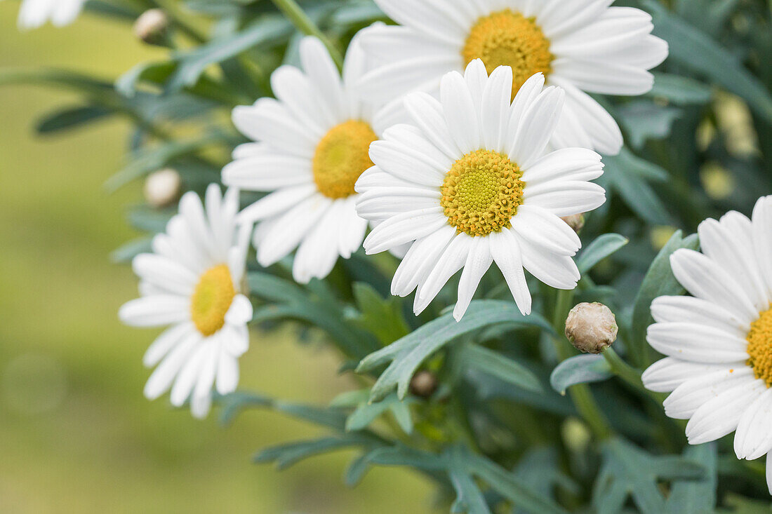 Argyranthemum frutescens, white