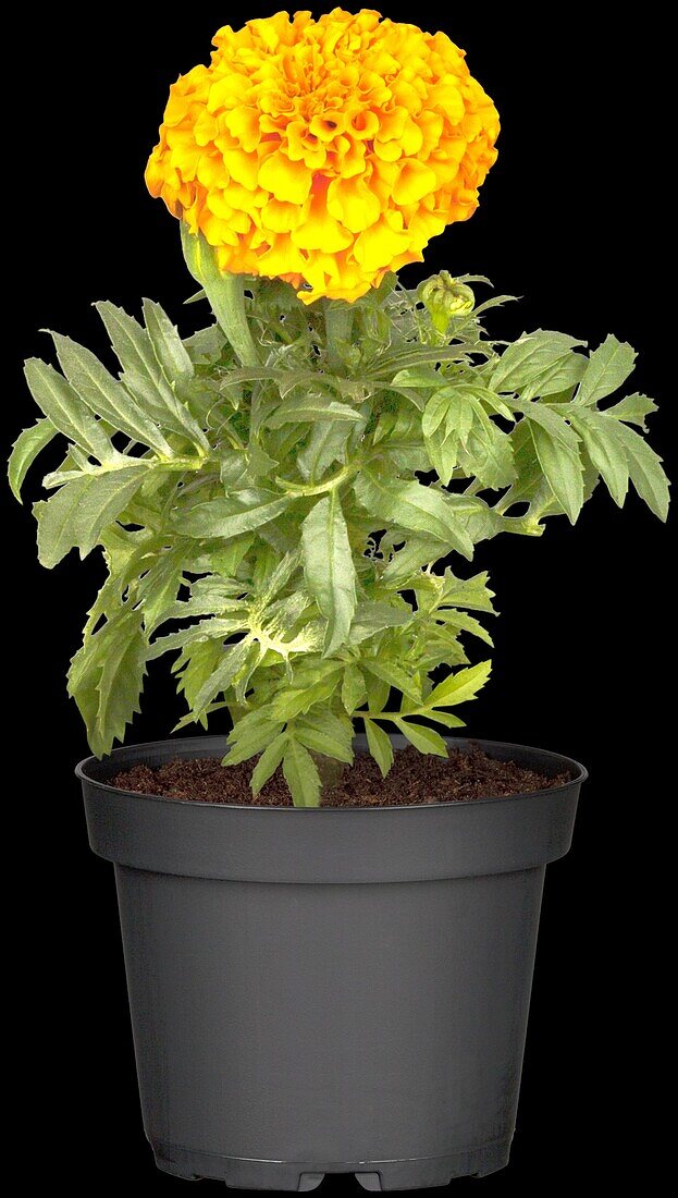 Tagetes erecta Antigua Orange