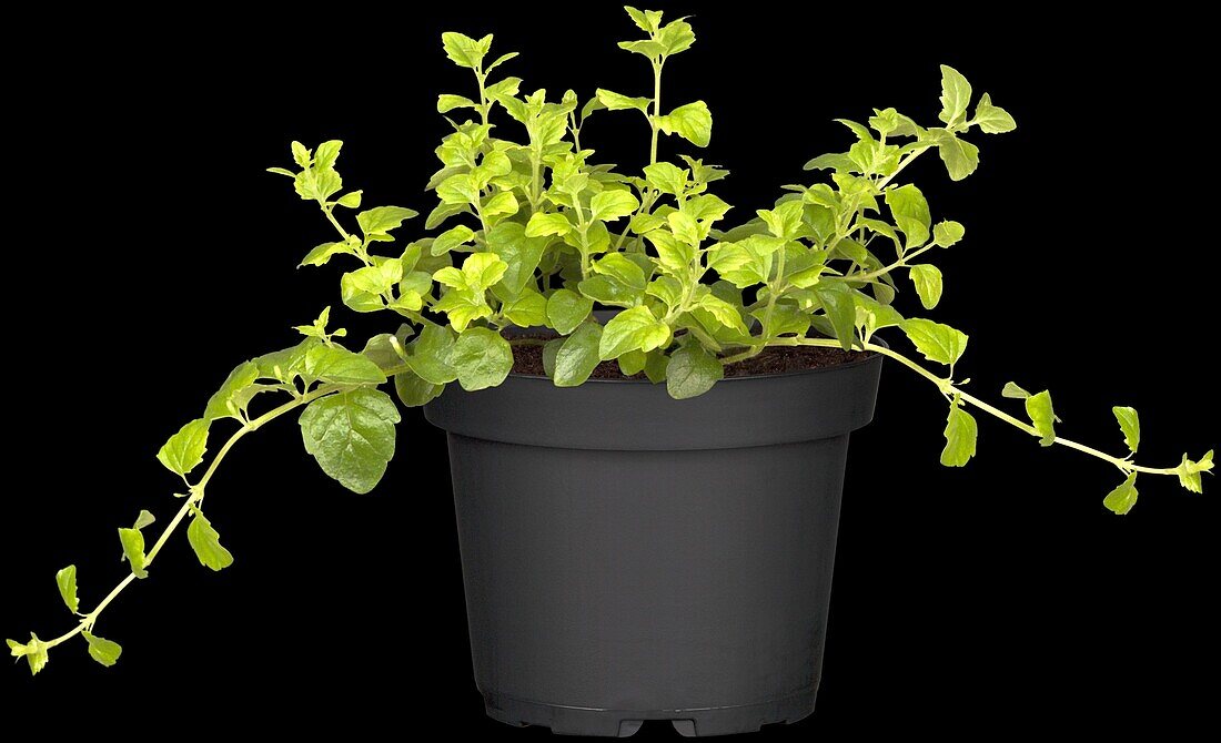 Satureja douglasii 'Indian Mint