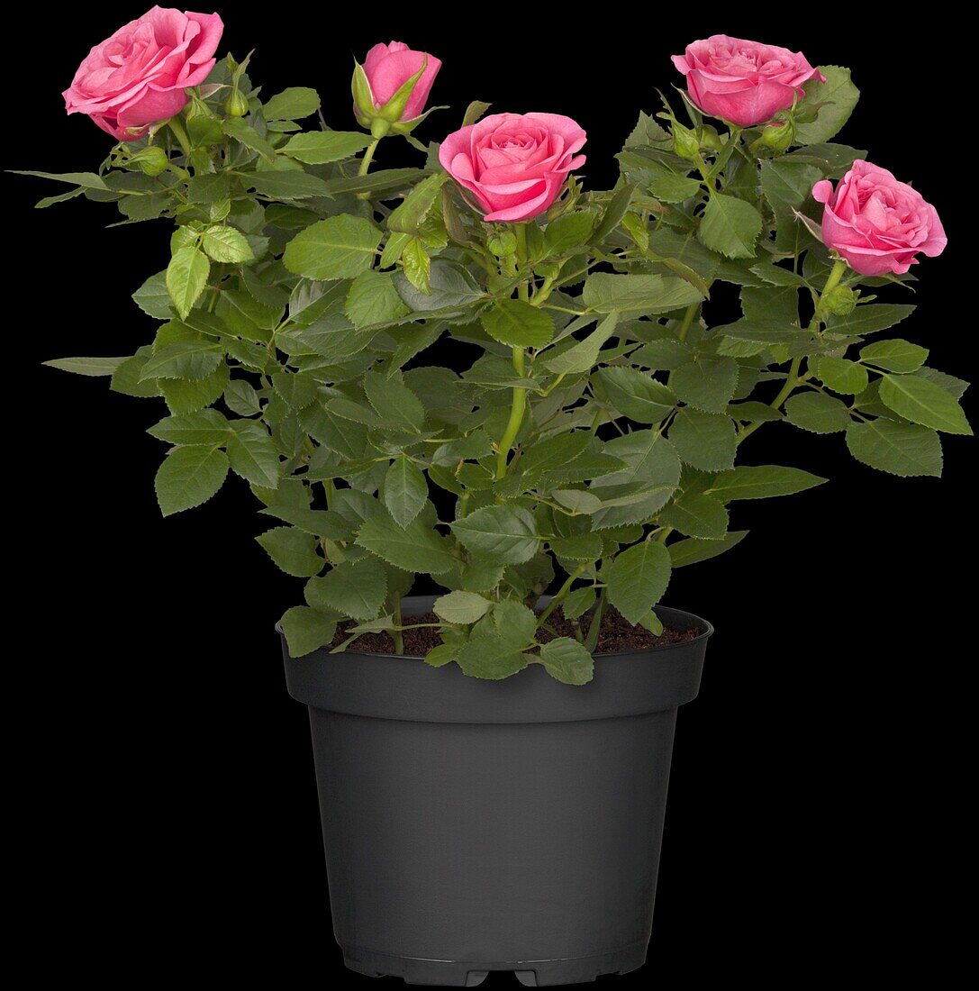 Potted rose, pink