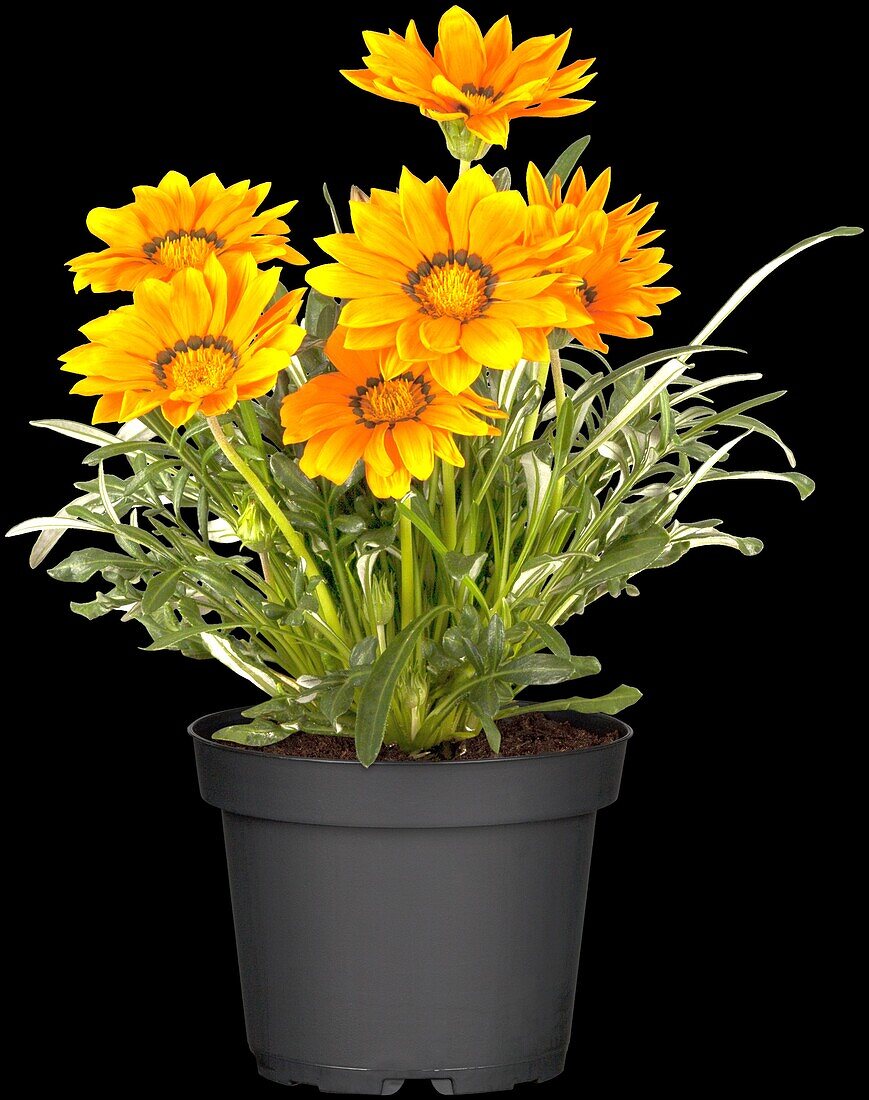 Gazania