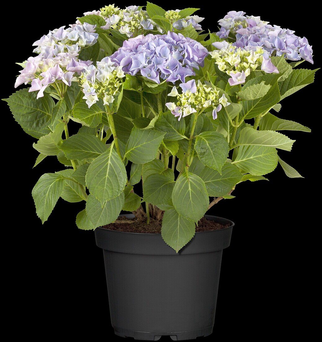 Hydrangea macrophylla, blue