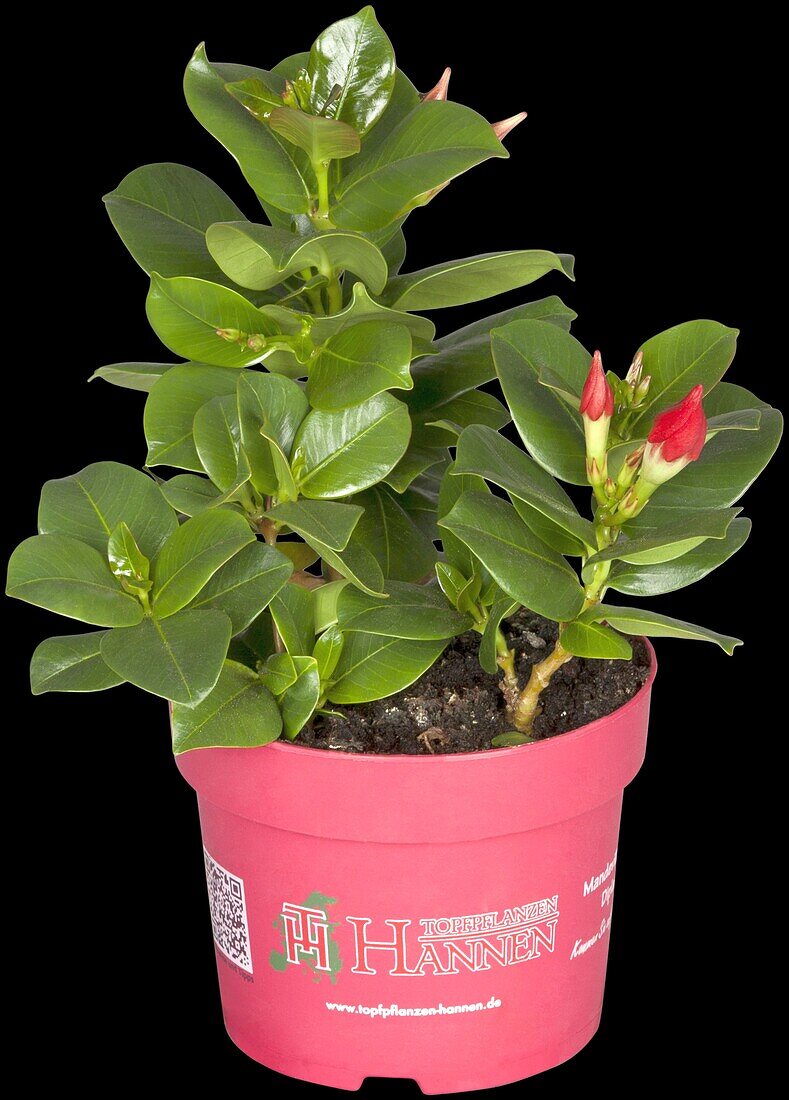 Mandevilla sanderi, red