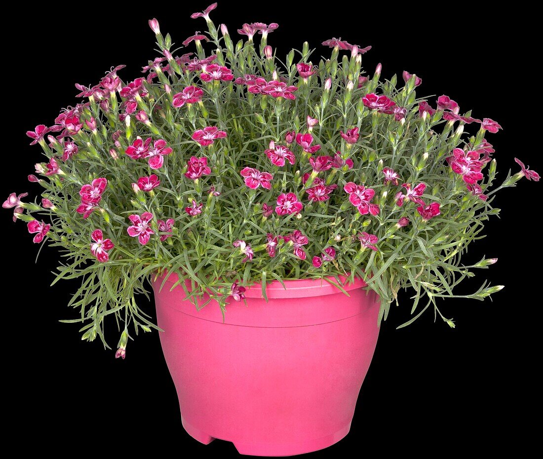 Dianthus caryophyllus