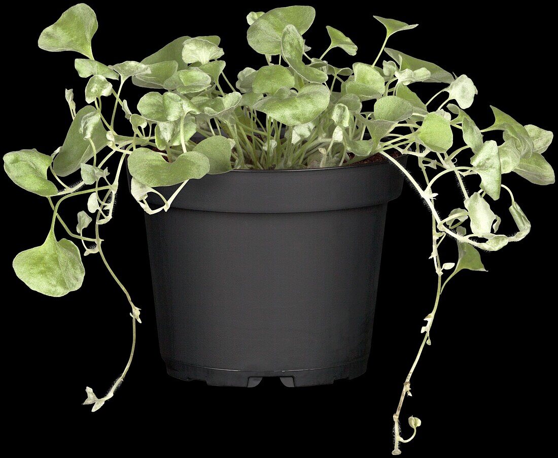 Dichondra argentea