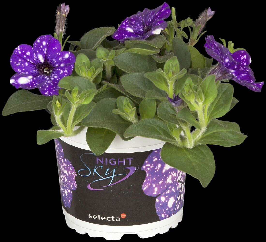 Petunia 'Night Sky'