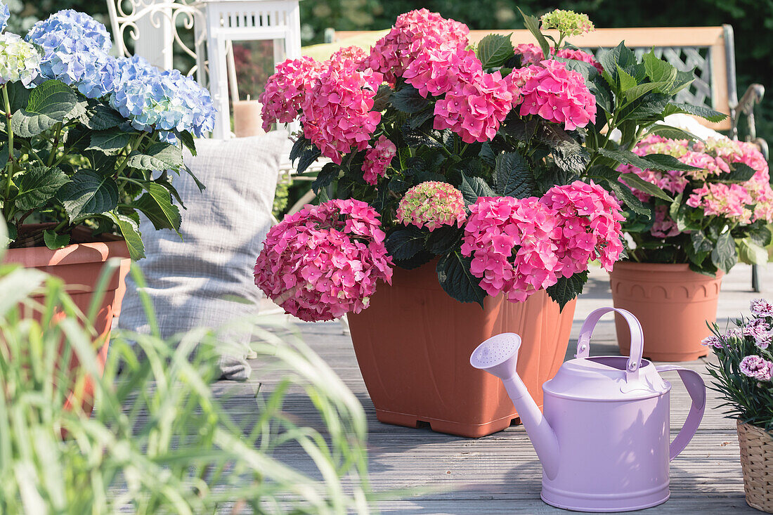 Hydrangea macrophylla, rosa