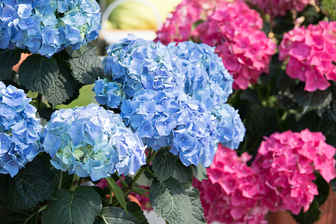 Hydrangea macrophylla, blau