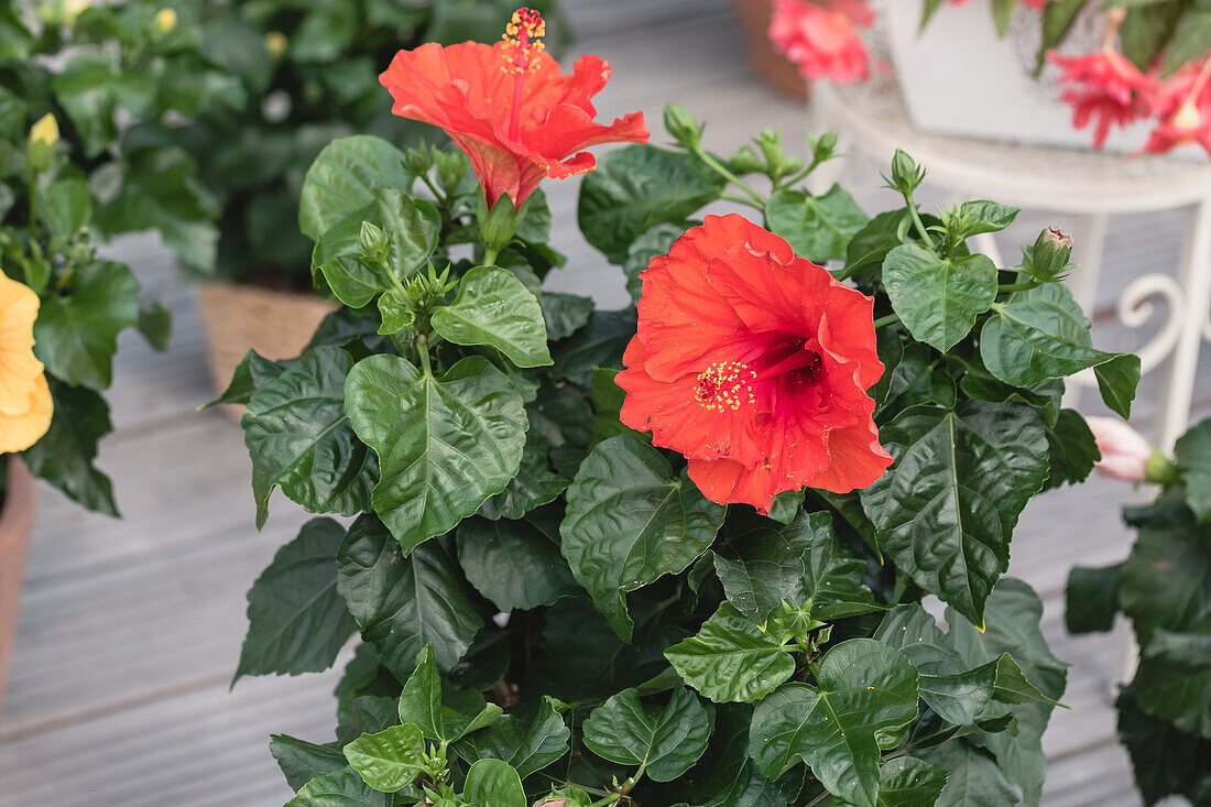 Hibiscus rosa-sinensis, red