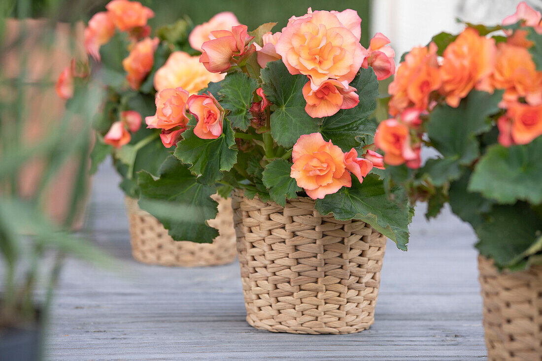 Begonia x tuberhybrida, gefüllt