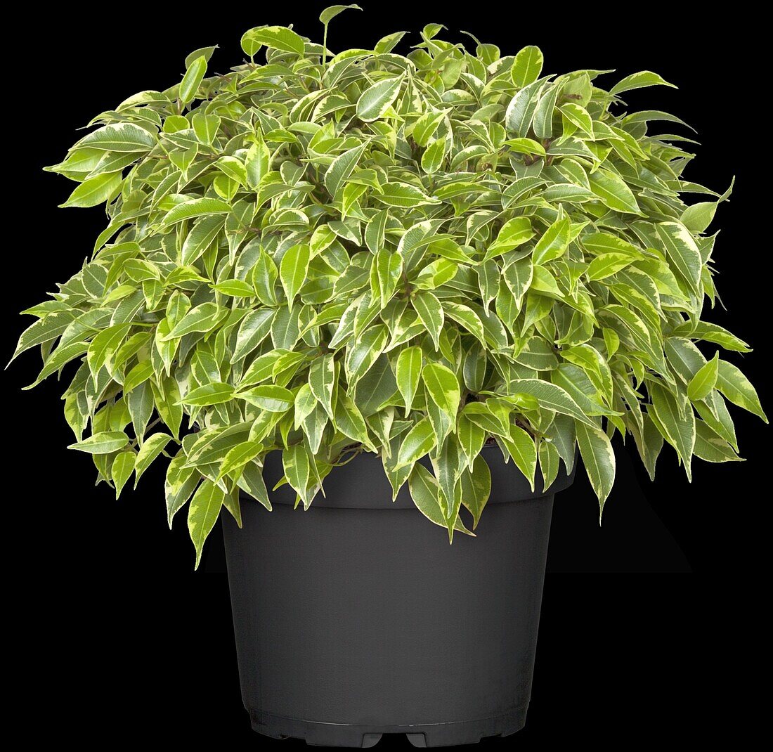 Ficus benjamina