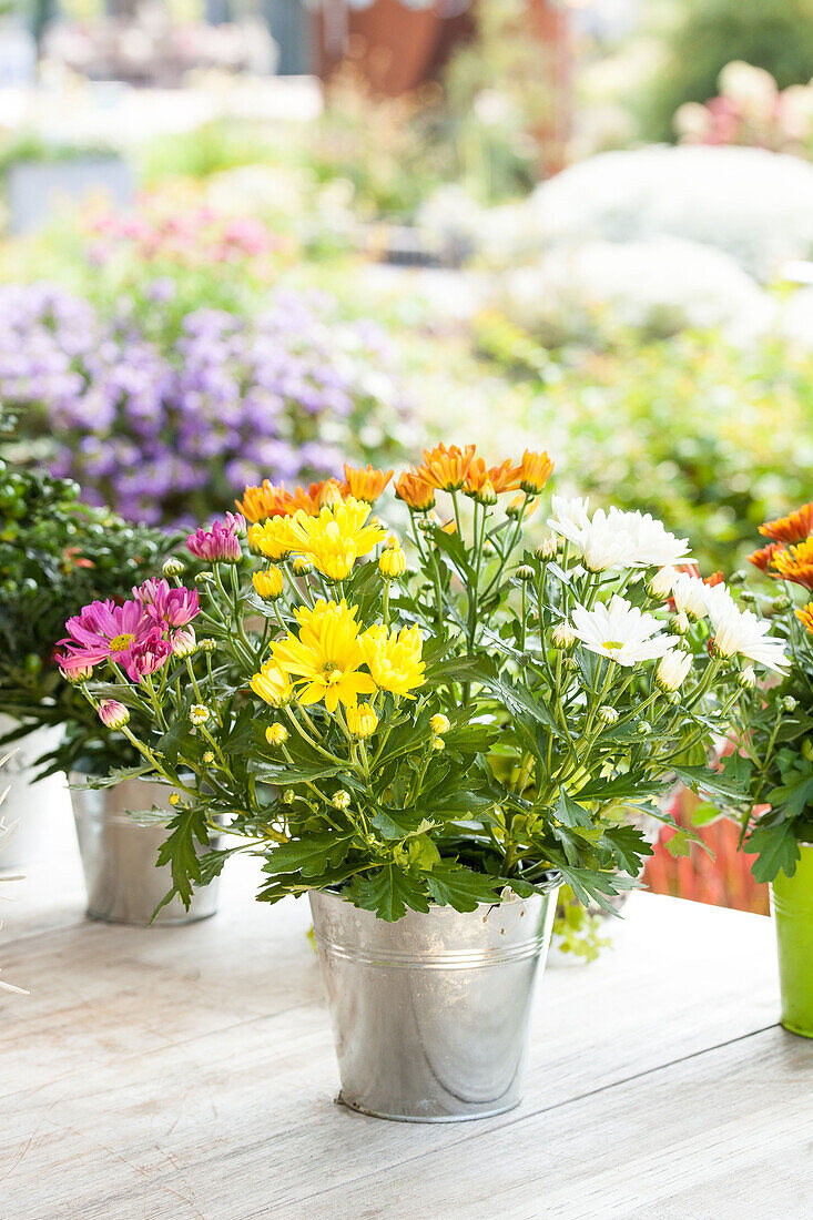 Chrysanthemum indicum 'Rock´n Roll'