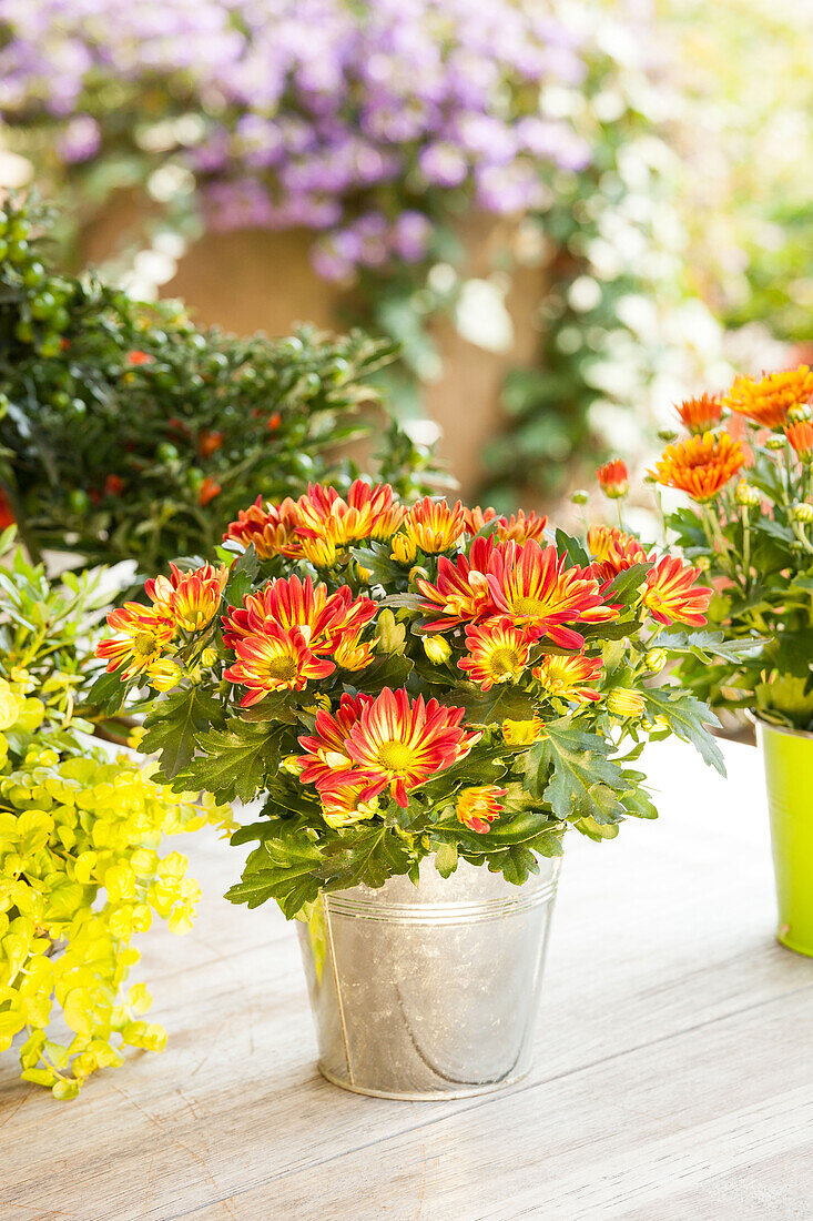 Chrysanthemum indicum 'Melodie'