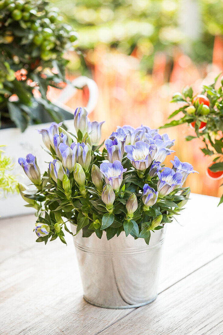 Gentiana scabra 'Shusui Blue'