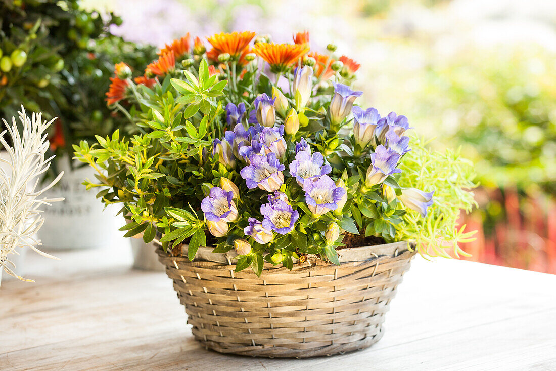 Gentiana scabra Shusui Blue