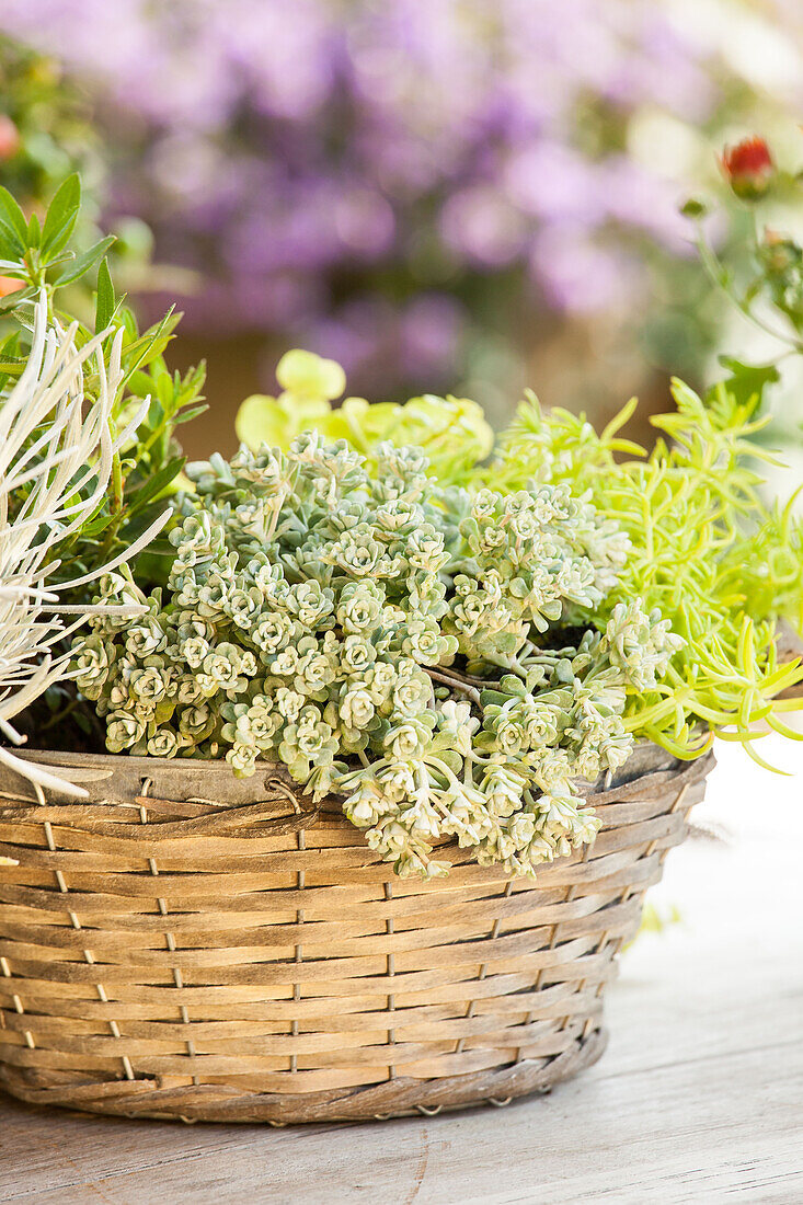 Sedum spathulifolium 'Cape Blanco'