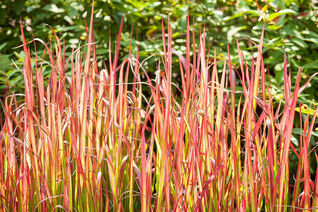 Imperata cylindrica 'Red Baron'