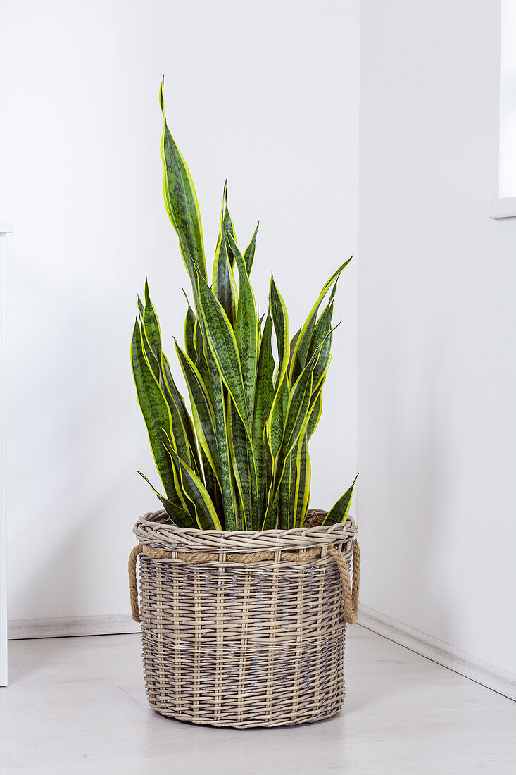 Sansevieria trifasciata