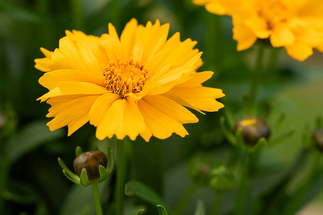 Coreopsis