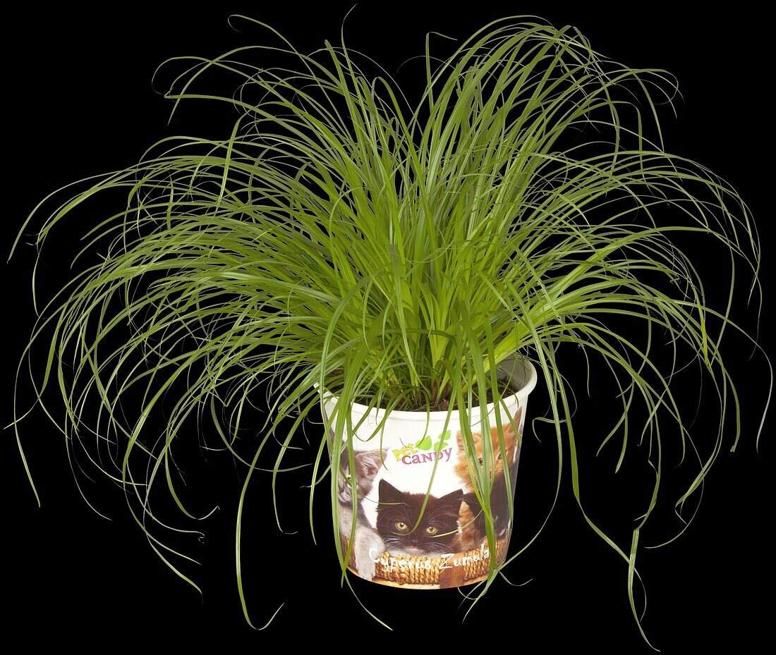 Cyperus zumula