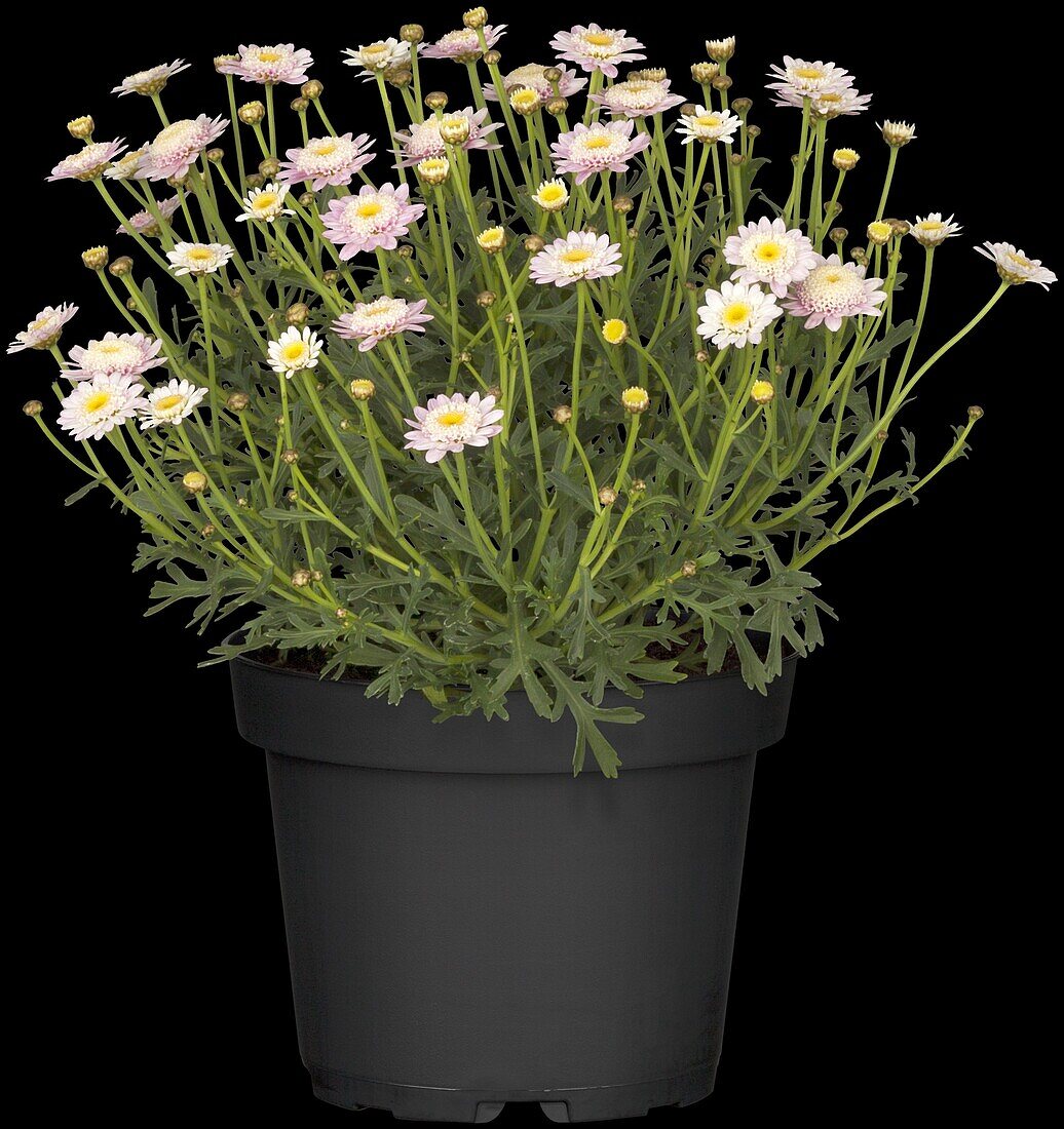 Argyranthemum frutescens geüfllt, rosa