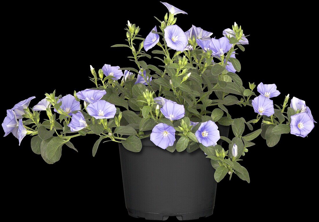 Convolvulus sabatius 'Manati Blue