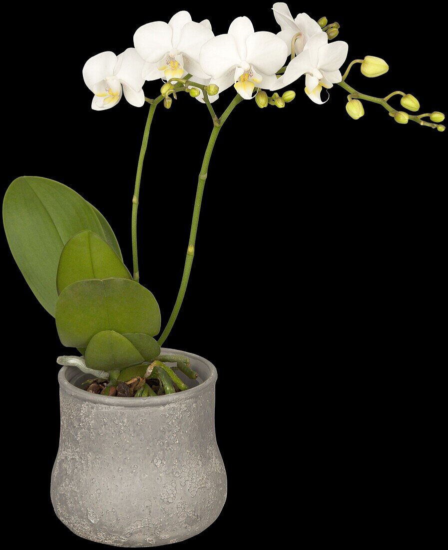 Phalaenopsis, white