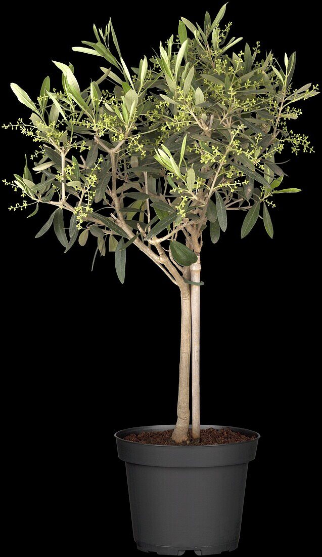 Olea europaea, strain