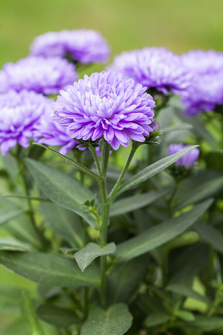 Aster novi-belgii, purple