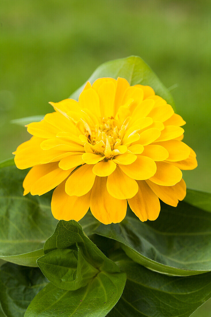 Zinnia elegans, yellow