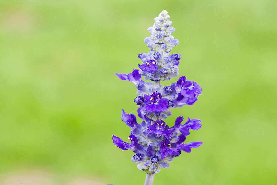 Salvia farinacea