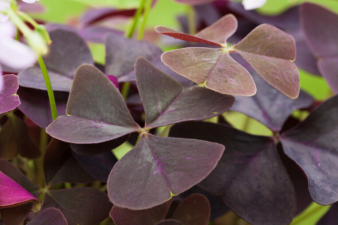 Oxalis triangularis