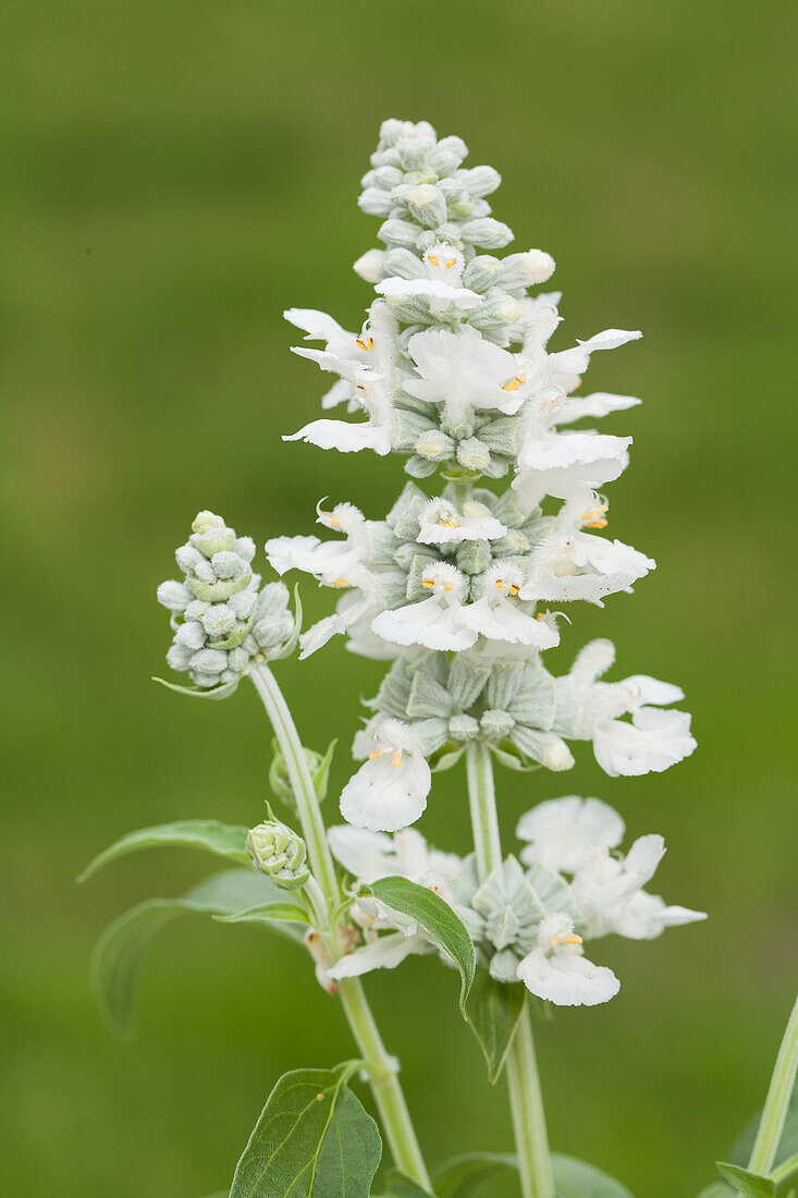 Salvia farinacea