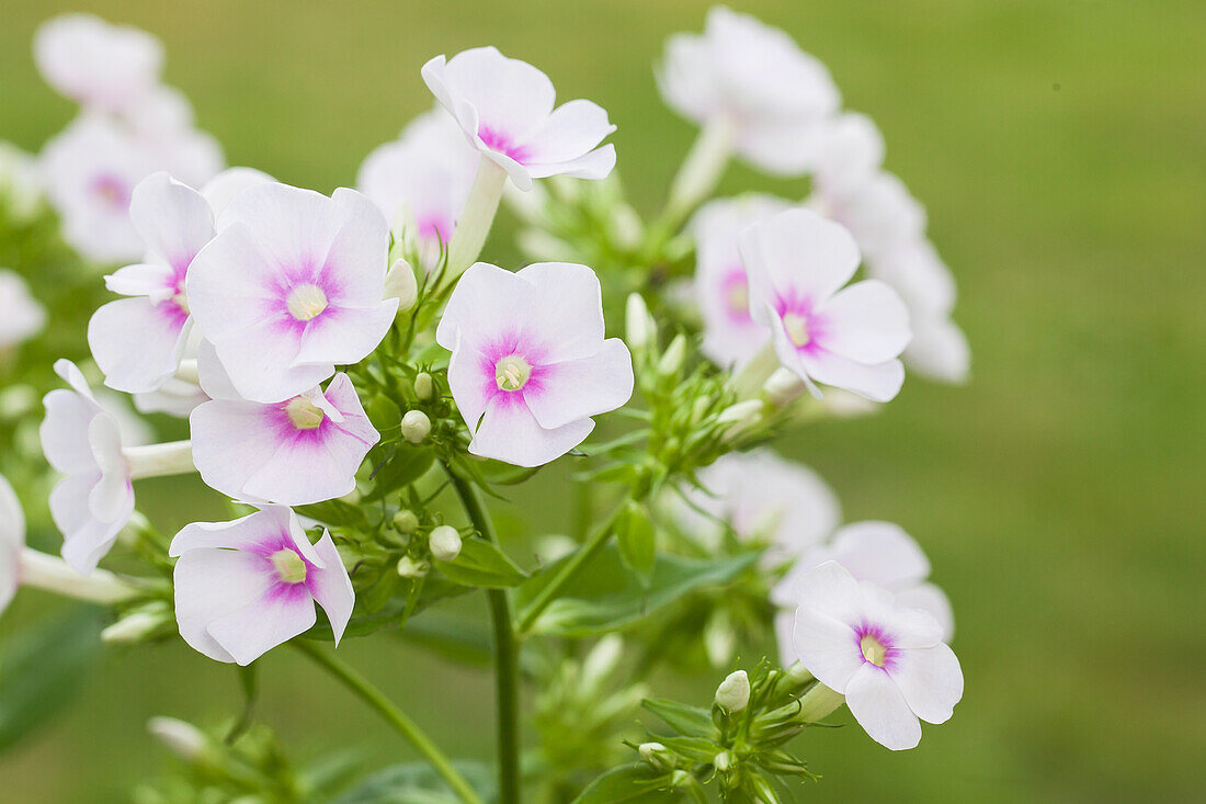 Phlox paniculata, pink-white